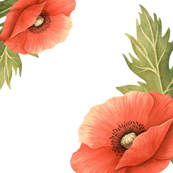 Red poppies bright floral template. Elegant hand-drawn frame with detailed flowers and leaves with white background. Perfect for seasonal garden decoration, Memorial, ANZAC Day, women's day postcard png
