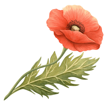 Red poppy flower with green leaf. Floral element, hand-drawn watercolor illustration. Symbol of Memorial, Remembrance, ANZAC, Veterans and Victory Day. Perfect for event banner, border, frame, bouquet png