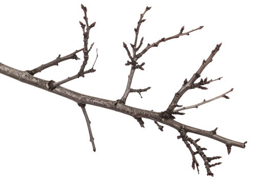 A branch with no leaves on it png