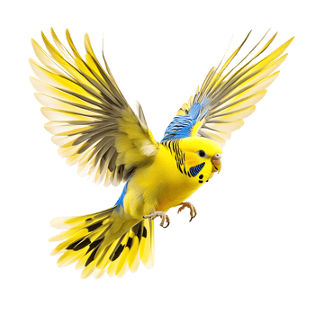 Vibrant Yellow Budgie in Flight Against Transparent Background png