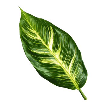 A vibrant variegated leaf against transparent background. png