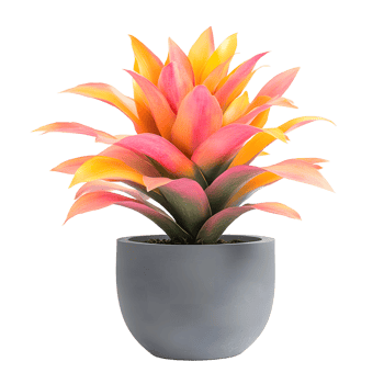 Vibrant Bromeliad in Gray Pot, Perfect for Home Decor png