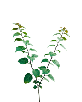 green leaves on background, Fresh green plant leaves and branches are isolated on a transparent background png