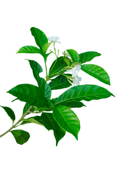 japanese tea tree, green leaves, white flowers, japanese tea tree, Fresh green plant leaves isolated on a background, showcasing natural spring growth and beautiful botany png
