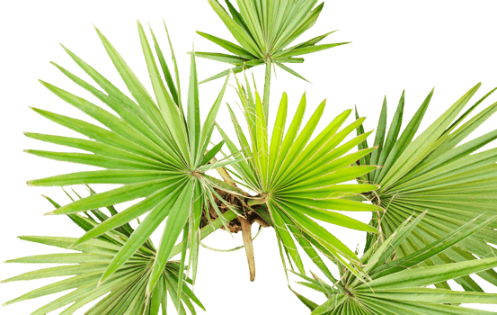 the palm tree, its tropical and natural qualities, and the isolated presentation on , green palm tree, A palm tree with leaves on a transparent background, palm tree branch, png