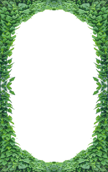 green leaves frame, a green plant growing on a tree trunk, Green Ivy Oval Frame with White Space, hanging green plants on a tree with leaves, green livy leaves on a wall, png