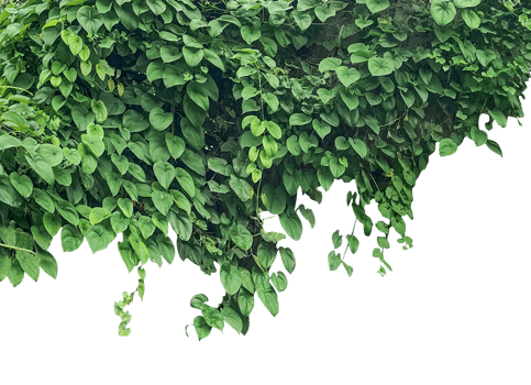 hanging green plants on a tree with leaves, green livy leaves on a wall, green ivy leaves on a background, green leaves isolated on background, Fresh green tree leaves and foliage frame isolated png