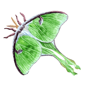 Saturnia butterfly in aquarelle technique png