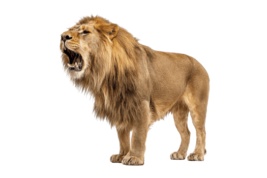Roaring lion in studio setting png
