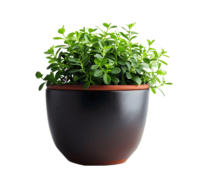 Al generated potted green plant isolated on transparent background png