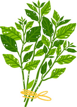Tie Plants Illustration png
