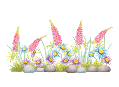 Pink lupins, blue and purple daisies, and garden stones in watercolor clipart composition. Botanical bright wildflower illustration for floral headers, border art, handmade cards, and wedding designs png