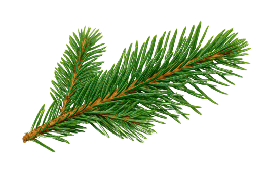 Fresh green spruce needle sprig displayed for botanical study in clean detail Isolated on transparent Background png