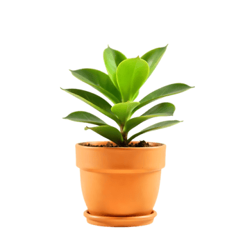 Small green plant in terracotta pot png