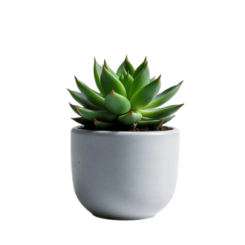 Small succulent plant in light gray pot png