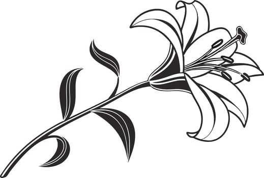 Elegant Lily Bloom Line Art vector