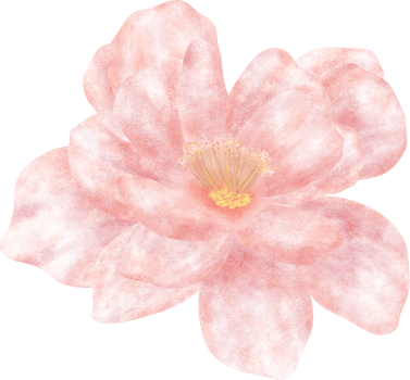 pink rose isolated on white png