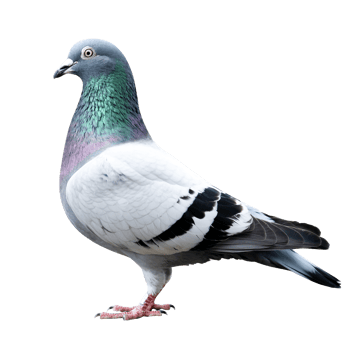 Pigeon isolated, gray and white feathers, iridescent neck with transparent background png