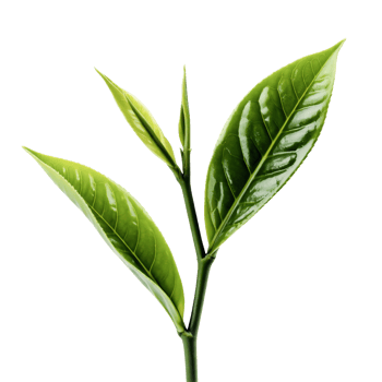 Young Green Tea Leaves Sprout on Branch on Transparent Background Closeup png
