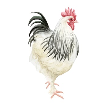 White rooster with black feathers watercolor illustration. Hamburg or Sussex for poultry yard and farming designs. Chicken breed, domestic farm bird clipart vector
