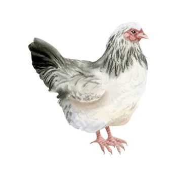 White black chicken hen watercolor illustration. Realistic farm bird hand drawn clipart for farming designs and rustic organic products vector