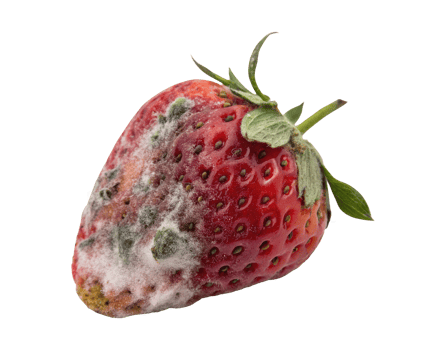 A moldy strawberry with visible decay and rot isolated on a transparent background png