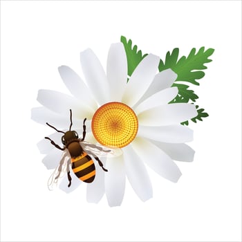 Honey bee perched on flower vector