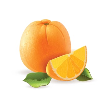 Mandarin orange fruit vector