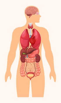 Human body internal organs. Anatomy system poster with brain, heart, lungs, liver, kidneys, and eye. Illustration vector