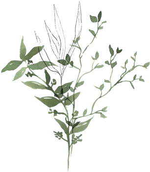 Watercolor greenery botanical nature leaf illustration png
