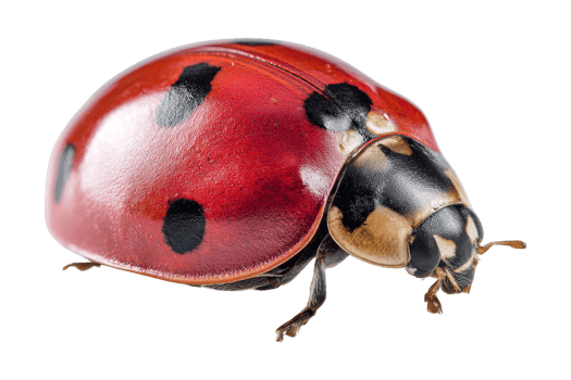 Insect close-up ladybug on leaf garden png