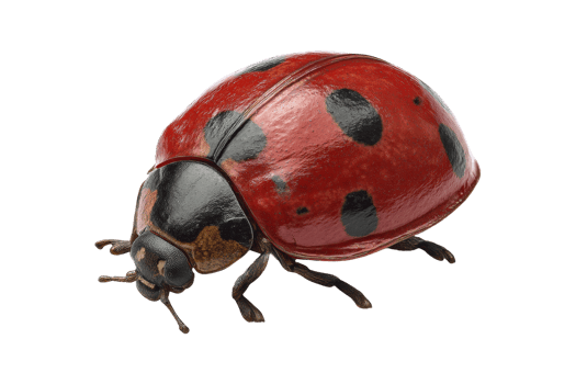 Ladybug exploration in nature macro view png