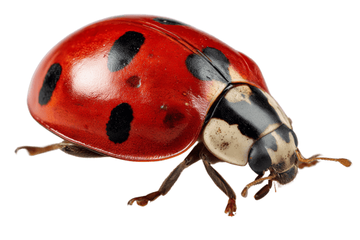 Vibrant ladybug close-up in garden adventure png