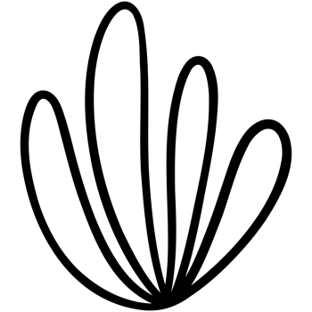 Four leaves plant png