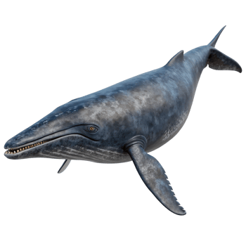 Ambulocetus, walking whale swimming on transparent background png