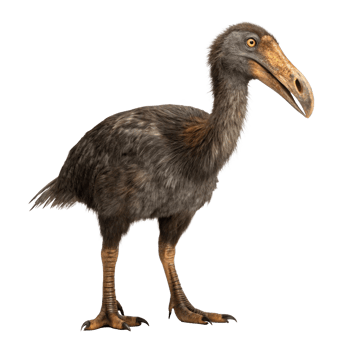 Titanis walleri, north american phorusrhacid runner isolated on transparent background png