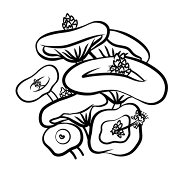 uniques crasulla flower rare png