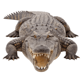 Sarcosuchus imperator super croc roaring on transparent background png