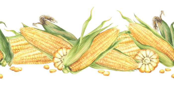 Golden maize cobs seamless border Yellow sweet cut and whole corncob, kernel of corn. Watercolor realistic vegetables food pattern. Hand drawn illustration for food labelling Isolated from background png