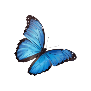 Elegant Blue Morpho Butterfly Isolated on Transparent Background with Vivid Wings png