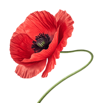 Vibrant Red Poppy Flower with Delicate Petals on Transparent Background png