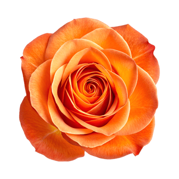Vibrant Orange Rose with Delicate Petals on Transparent Background Close-Up View png