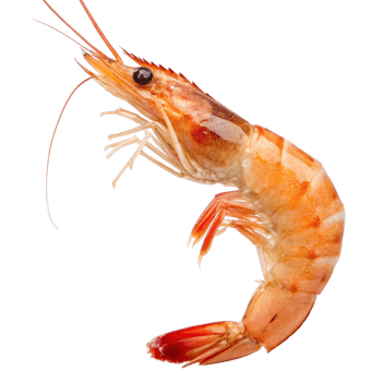 shrimp on a transparent background png