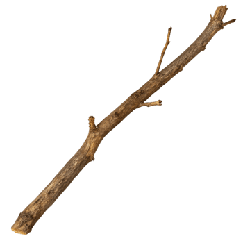 a stick with no leaves on it png