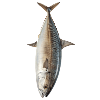 Big fish isolated on transparent background swimming downwards png