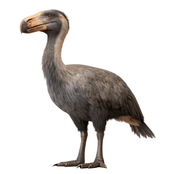 Gastornis, giant eocene diatryma bird standing on transparent background png