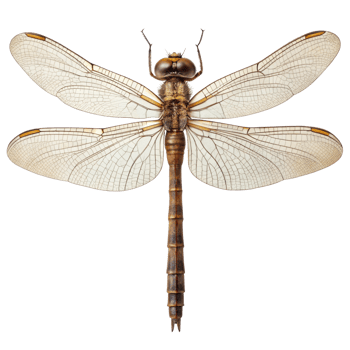 Meganeura, giant dragonfly fossil with 70 cm wingspan, isolated on transparent background png