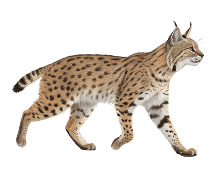 Kodkod walking, isolated on a transparent background png
