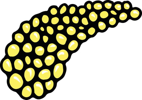 pancreas human organ vector