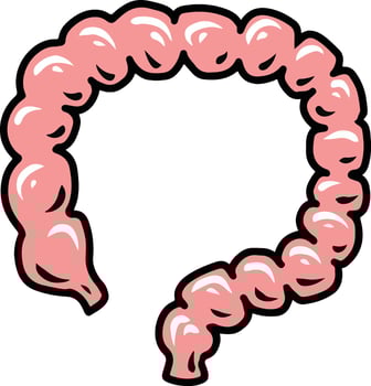 intestine human organ illustration vector